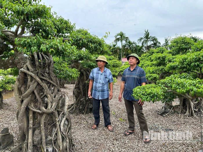 Các nghệ nhân làng nghề cây cảnh Tân Hùng (thôn 14) trao đổi kinh nghiệm uốn tỉa, chăm sóc những gốc sanh cổ thụ trị giá hàng chục triệu đồng.