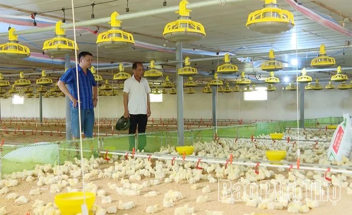 Ông Đinh Công Sử kiểm tra đàn gà tại mô hình chăn nuôi của gia đình ở xã Liên Sơn.