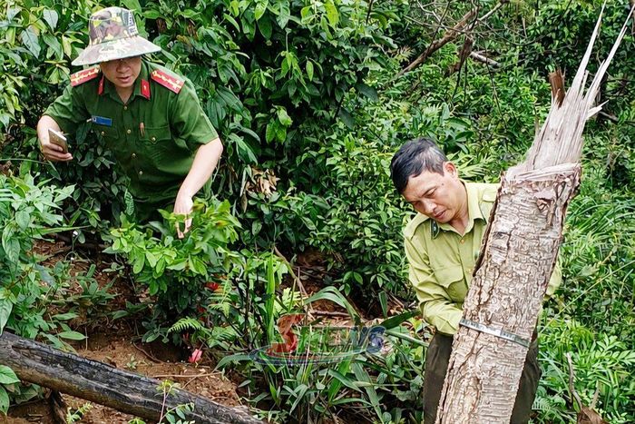 Cán bộ kiểm lâm địa bàn phối hợp với Công an xã Phiêng Cằm điều tra tình trạng xâm hại rừng tại bản Hua Pư.