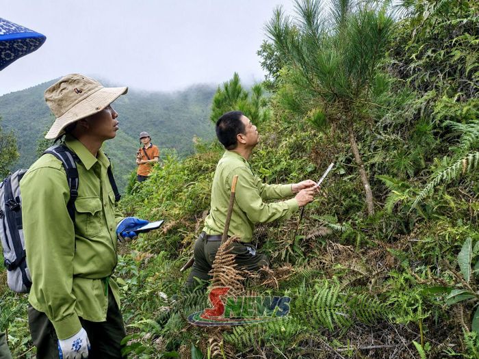 Cán bộ kiểm lâm địa bàn xã Phiêng Cằm kiểm tra hiện trạng rừng.