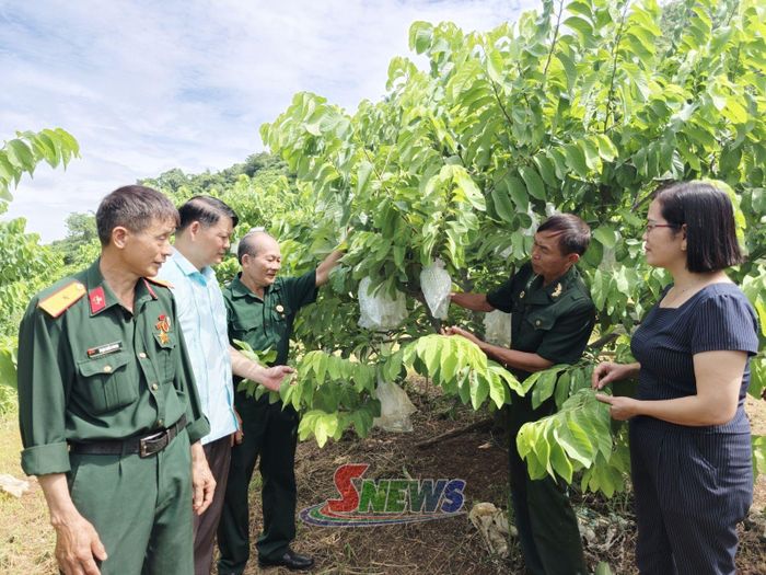 Lãnh đạo Liên minh HTX tỉnh khảo sát mô hình trồng cây ăn quả tại HTX CCB Mai Sơn.