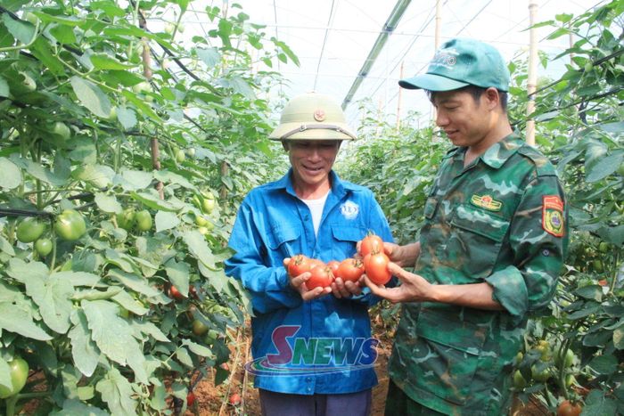 Trồng cà chua trong nhà màng tại HTX Công nghệ cao Tân Lập, xã Tân Yên.