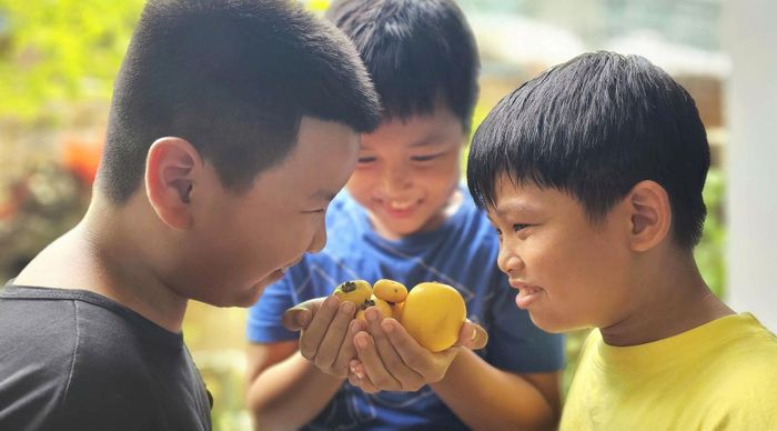  Háo hức với thức quả đặc trưng của mùa thu