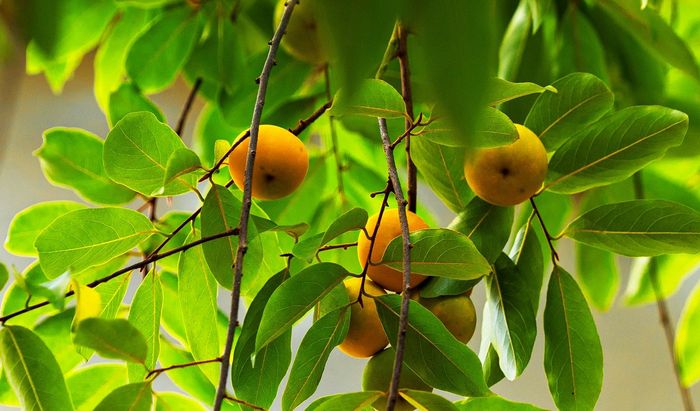 Đây là thời điểm thị chín rộ. Năm nay, lượng quả ít hơn mọi năm do yếu tố thời tiết