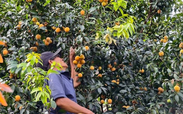HTX Thanh trà ngọt Đông Thành từng bước bảo vệ tài sản trí tuệ từ giống cây, truy xuất nguồn gốc đến thương hiệu sản phẩm.