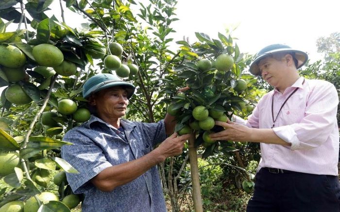 Mô hình trồng cây ăn quả cho hiệu quả kinh tế cao của hộ vay Hoàng Văn Hùng, thôn Tân Lập xã Vĩnh Tuy, Tuyên Quang