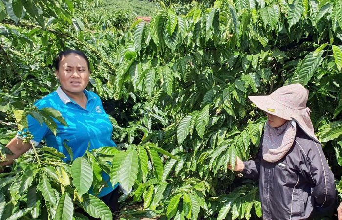 Cùng với nguồn vốn của NHCSXH, các hội đoàn thể đã tích cực tư vấn, hỗ trợ, giúp hộ vay làm ăn ngày càng hiệu quả - Ảnh: C.Thái