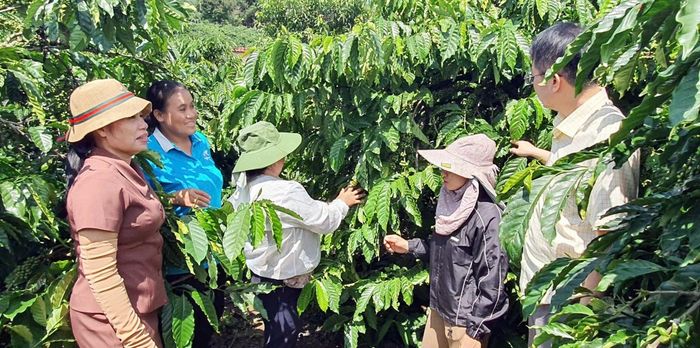Nhiều hộ đồng bào dân tộc thiểu số ở phía Tây Quảng Ngãi đã thoát nghèo nhờ tín dụng ưu đãi - Ảnh: Công Thái