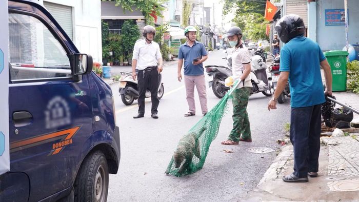 Tình trạng cho thả rông tại các khu dân cư hiện nay rất nhiều, lực lượng chức năng tổ chức bắt.