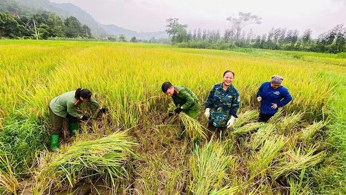 Công an xã Lương Thịnh, Lào Cai hỗ trợ nhân dân thu hoạch lúa.
