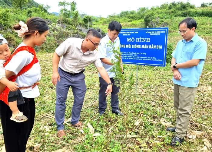 Lãnh đạo Sở Khoa học và Công nghệ kiểm tra mô hình mận tại xã Phan Thanh.