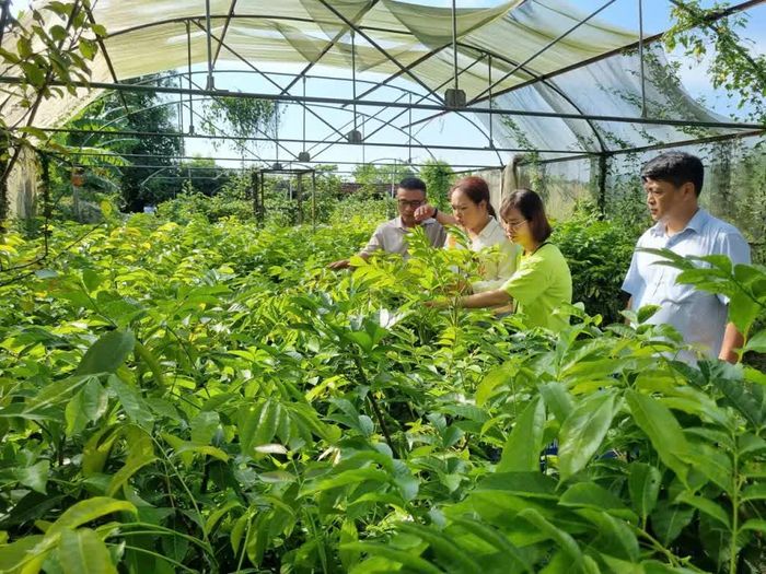 Lãnh đạo Sở Khoa học và Công nghệ kiểm tra vườm ươm trám đen tại Trung tâm Ứng dụng tiến bộ Khoa học và Công nghệ.