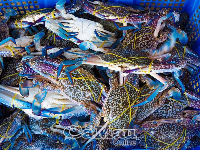Ghẹ sống loại 1 được thương lái thu mua ngay tại ghe với giá từ 300.000 đồng/kg.