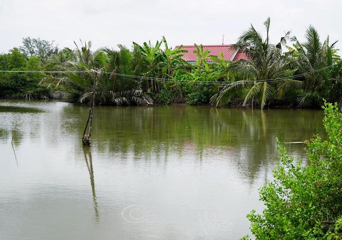 Đường dây điện chia hơi tại ấp Chòi Mòi được treo vắt vẻo trên những cây gỗ nhỏ cắm dọc tuyến sông.
