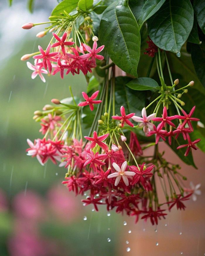 Dù có nhiều ưu điểm, gia chủ không nên để Sử quân tử phát triển quá um tùm ngay trước cửa. Ảnh minh họa.