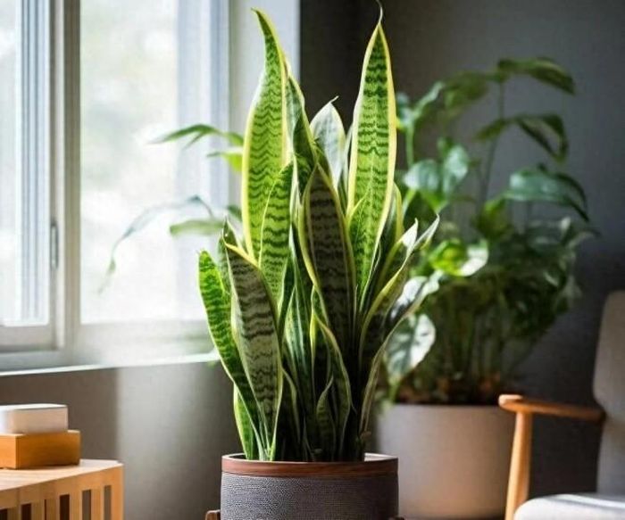 Đặt cây Lưỡi Hổ ở gần cửa ra vào. Ảnh minh họa.