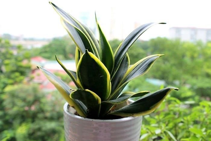 Đặt cây Lưỡi Hổ ở ban công hoặc gần cửa sổ. Ảnh minh họa.