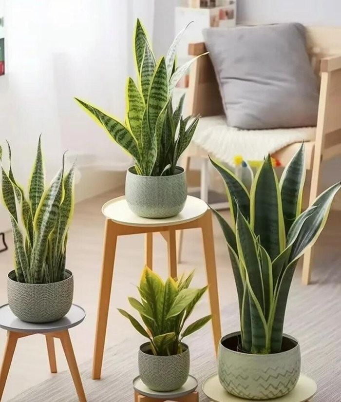 Đặt Lưỡi Hổ trong phòng khách. Ảnh minh họa.