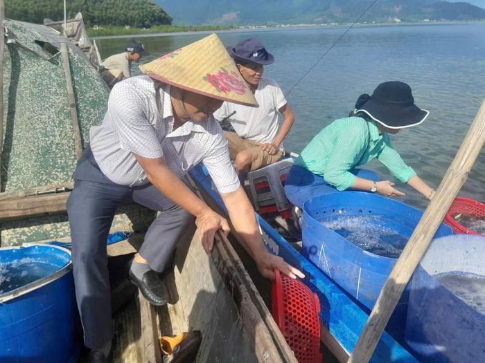 Các đơn vị đã thả hơn 10.100 con cá nâu, cá đối mục tại các Khu Bảo vệ nguồn lợi thủy sản trên địa bàn xã Phú Lộc.