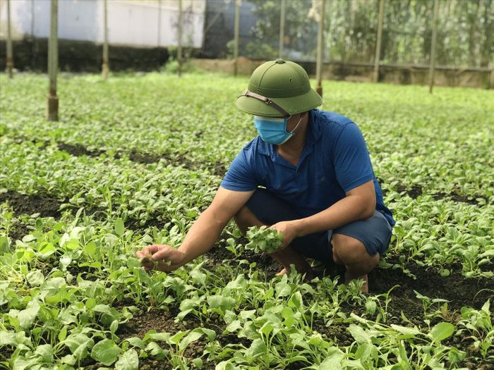 Hà Nội từng bước chuyển từ quản lý theo từng khâu sang kiểm soát an toàn thực phẩm theo chuỗi. Ảnh: PV