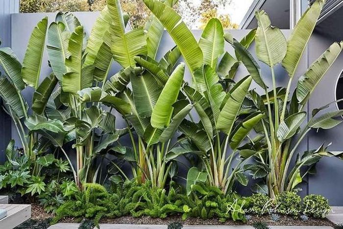 Theo cách hiểu dân gian, hàng chuối phía sau tạo thành lớp cây xanh như một điểm tựa, vừa làm mát vừa tạo cảm giác kín đáo, bảo vệ không gian sống.