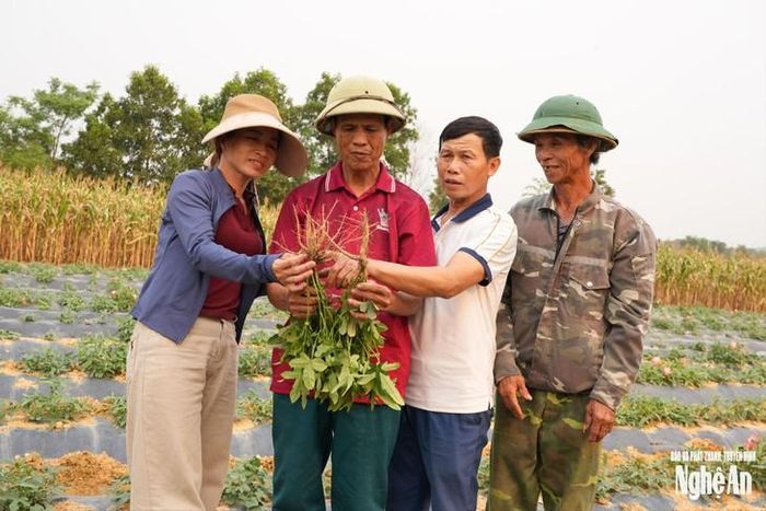 Các hộ dân ở xóm Xuân Hiền, xã Bích Hào liên kết với Hợp tác xã Sâm Thổ Hào đưa cây sâm vào trồng trên diện rộng. Ảnh Báo Nghệ An.