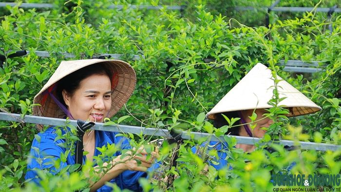 Nhiều vùng dược liệu ở Nghệ An đang được mở rộng, tạo sinh kế cho người dân miền núi. Ảnh: Song Hoàng.