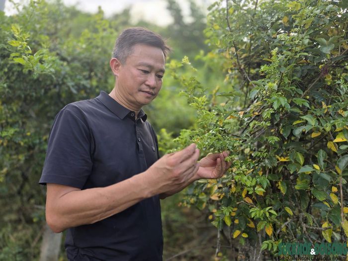 Ông Phan Xuân Diện cho rằng, cần quy hoạch vùng trồng phù hợp, đồng thời kết nối doanh nghiệp để bảo đảm đầu ra cho người dân và HTX. Ảnh: Song Hoàng.