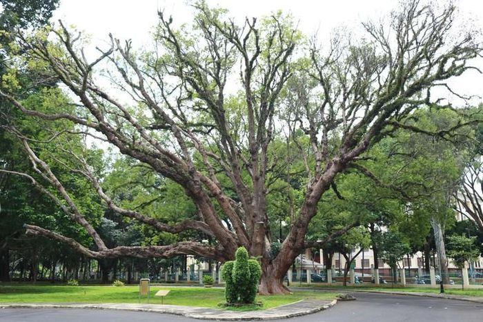 Nhiều cây xanh cổ thụ ở Buôn Ma Thuột được giữ gìn. Ảnh: H.Giang.