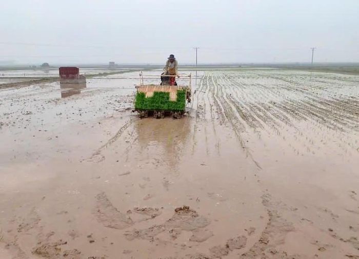 Người dân ứng dụng máy cấy trong sản xuất, góp phần giảm sức lao động và rút ngắn thời gian gieo cấy. Ảnh: T.L