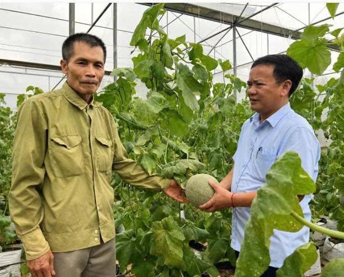 Mô hình trồng dưa lưới Ichiba của Nhật Bản trong nhà lưới theo hướng hữu cơ của hộ ông Nguyễn Hữu Hồng. Ảnh: T.L