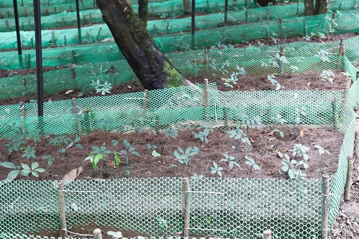 Đã trồng 15.243 cây Sâm Lai Châu, tỷ lệ sinh trưởng đạt khoảng 85% - một tỷ lệ khá cao đối với một loài cây dược liệu đòi hỏi kỹ thuật chăm sóc nghiêm ngặt.