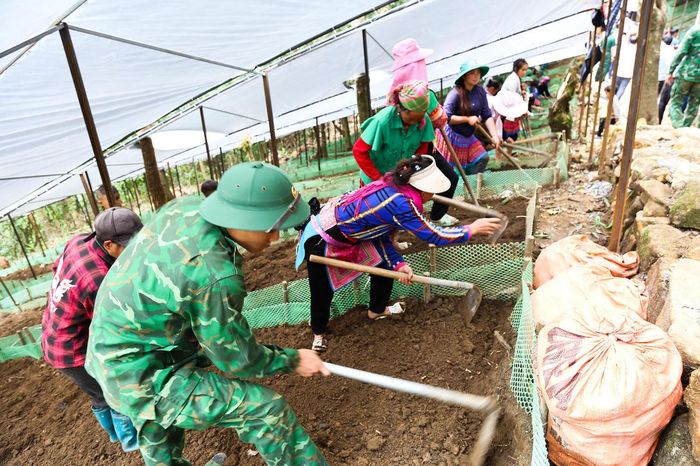 Bộ đội Biên phòng cùng người dân làm đất, bón phân, gieo trồng và chăm sóc cây Sâm. Quá trình diễn ra nhiều năm đòi hỏi sự kiên trì, bền bỉ và gắn bó với nhau.