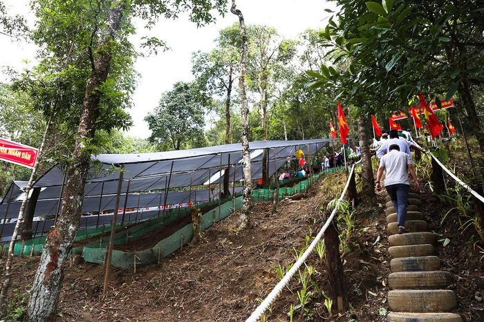 Dưới tán rừng mát mẻ quanh năm, điều kiện thổ nhưỡng được đánh giá cho điều kiện sinh trưởng tốt đối với cây Sâm Lai Châu.