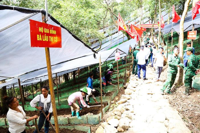 Mỗi hộ dân được bố trí từ 2 đến 3 luống trồng Sâm tùy vào số nhân khẩu trong gia đình.
