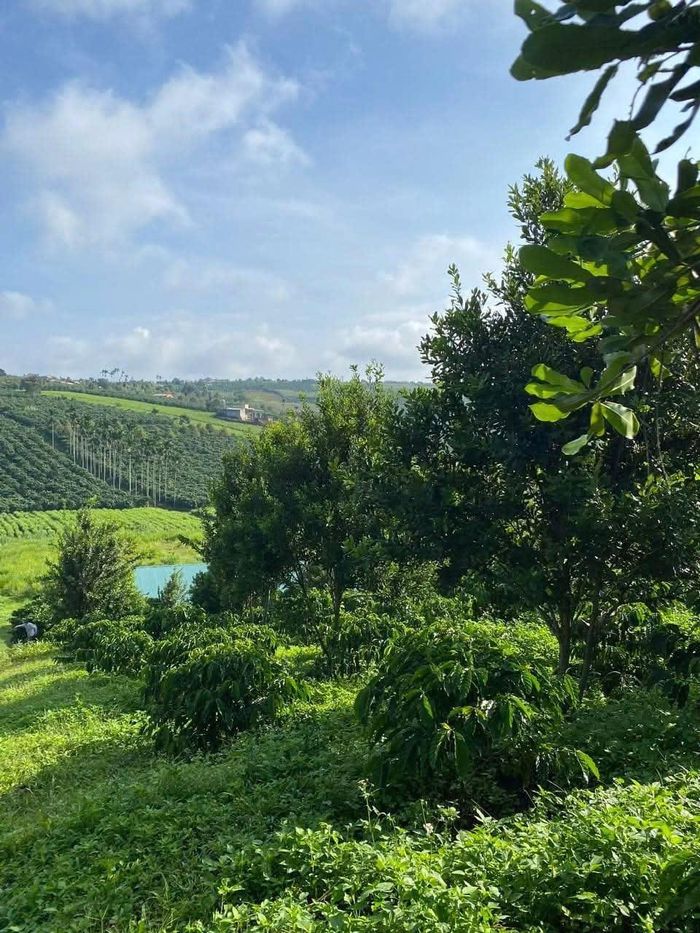  Không gian phủ màu xanh tươi mát tại nông trại của chị Ngọc Anh. 