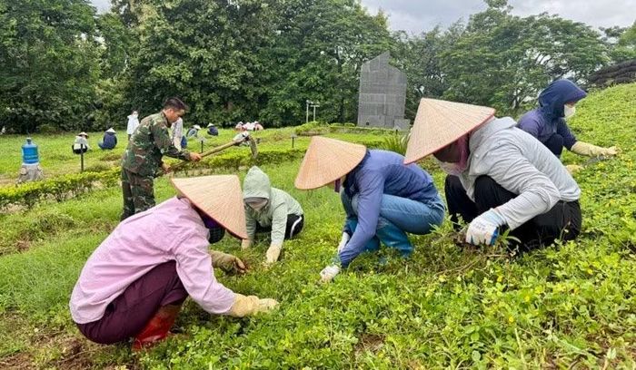 Cán bộ, viên chức, người lao động Bảo tàng Điện Biên Phủ chăm sóc thảm cỏ lạc trên Đồi A1.