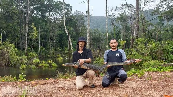 Người dân tái thả kỳ đà hoa nặng 20kg, dài 2m về rừng tự nhiên ở Phú Quốc. (Ảnh: CTV)