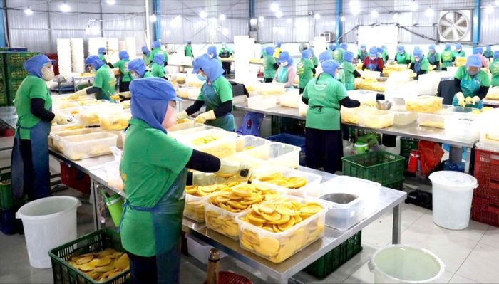 Sơ chế nông sản tại Công ty TNHH TM chế biến nông sản thực phẩm Tuấn Đạt, phường An Lạc, TPHCM (ẢNH: HOÀNG HÙNG)