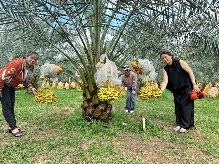  Nhóm du khách từ phường Trảng Bom tham quan vườn chà là. Ảnh: XUÂN TRUNG 