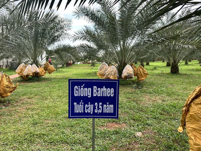  Trồng cây chà là trở thành mô hình mới ở phường Trị An. Ảnh: XUÂN TRUNG 