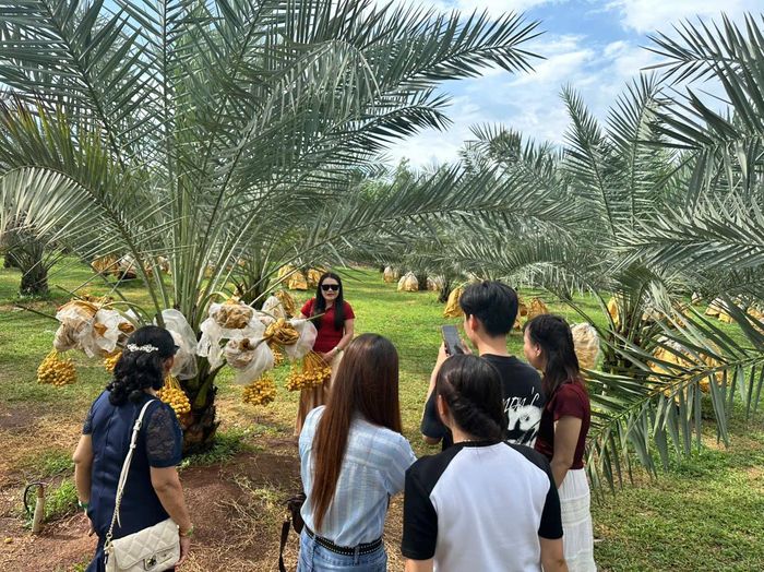  Nhiều bạn trẻ từ TPHCM đến chụp hình tại vườn chà là. Ảnh: XUÂN TRUNG 