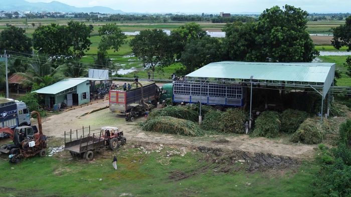  Các cơ sở thu mua xay, làm thức ăn cho gia súc. Ảnh: HỮU PHÚC 