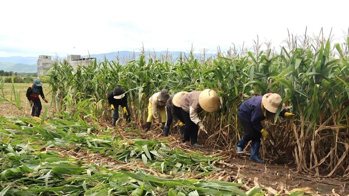  Người dân chặt bắp. Ảnh: HỮU PHÚC 