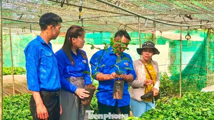 Vườn ươm cây giống của anh Y Thiết Hwing.