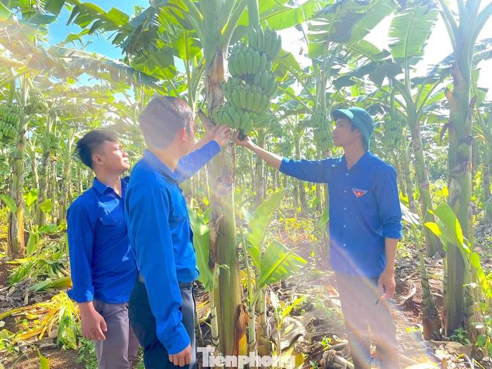 Nhiều thanh niên trên địa bàn xã đến tham quan mô hình vườn chuối cao sản của anh Hạnh.