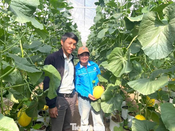 Mô hình trồng dưa lưới trong nhà màng của chị Oanh và chị Lan Anh.