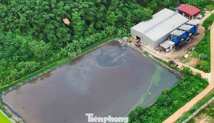 Các khu xử lý nước thải trong Trang trại lợn của Công ty TNHH Dịch vụ và Chăn nuôi Newhope Thanh Hóa.