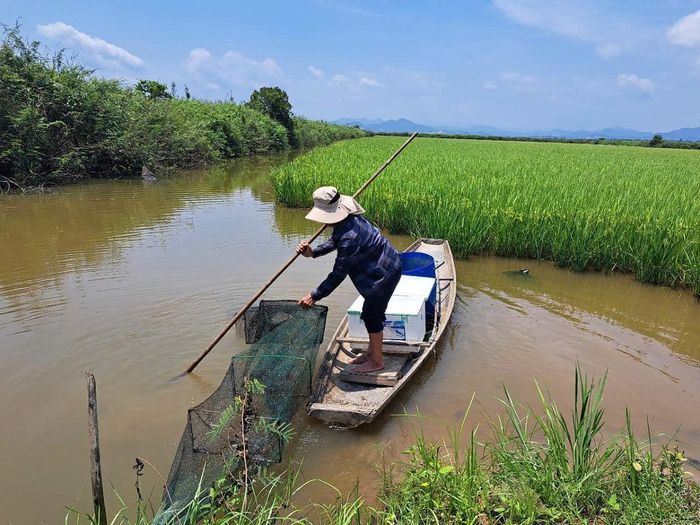 HTX Lộc Phát hiện có 7 thành viên, trong đó 3 hộ nuôi tôm càng xanh trên diện tích 5ha. Ảnh: C.M