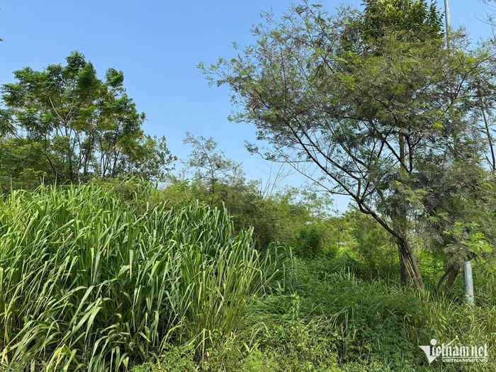 Nhiều khu vực cỏ mọc cao gần đầu người.